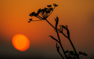 Sunset plant bamboo moon branch - backlight free wallpaper