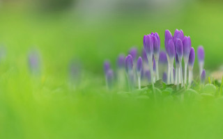 Purple flower macro grass nature - the background and a blurry background free wallpaper