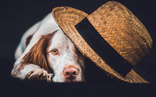 Dog straw hat laying head - a straw hat free wallpaper