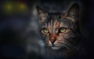 Cat green eyes heterochromia looking - a blurry background behind free wallpaper for desktop