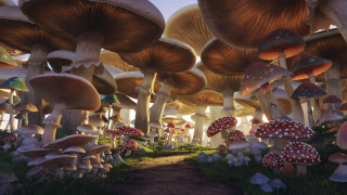 Mushrooms forest path psychedelic plant - psychedelic art free wallpaper