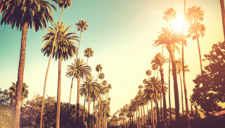 Palm tree lined street sunshine - free vintage wallpaper for desktop