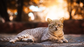 Cat stone floor park sunny - the tree behind free wallpaper