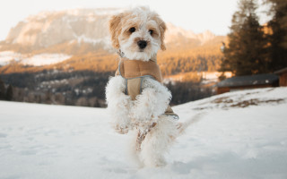 Dog snow mountains harness outdoors - the background in the background free wallpaper