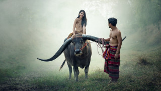 Man woman cow fog ceremony - fog in the background free wallpaper