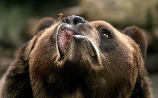Brown bear open mouth bird - its nose free wallpaper