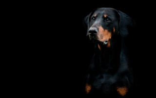 Black brown dog hyperrealism portrait - dog free wallpaper for desktop