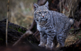 Small gray cat rock woods - a blurry background of grass and trees free wallpaper for desktop