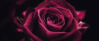 Pink rose macro blurry black - a blurry effect free wallpaper