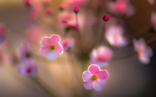 Pink flowers vase water blurry 2 - soft free wallpaper