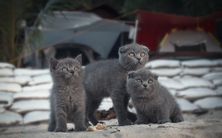 Grey kittens sand tent bokeh - artur tarnowski free wallpaper