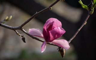 Pink flower blooming branch sunlight - a tree branch in the sun light of the day free wallpaper