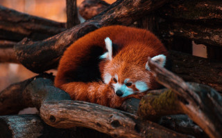 Red panda sleeping tree night - fauvism free wallpaper