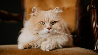 Fluffy cat sitting on chair - a fluffy cat free wallpaper