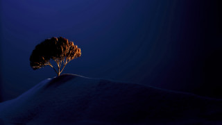 Lone tree snowy hill night - a snowy hill free wallpaper