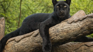 Black cat woods serious puzzle - free animals wallpaper