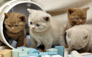 Kittens blanket toy cute adorable - assemblage free wallpaper