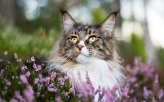 Regal cat flower field blurry - purple flower and trees free wallpaper