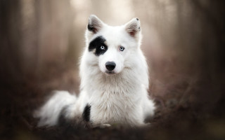 White black dog sitting woods - dog free wallpaper for desktop