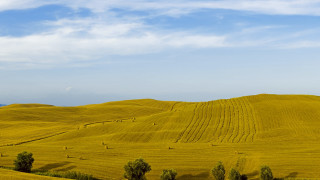 Yellow grass blue sky clouds 2 - free landscape wallpaper