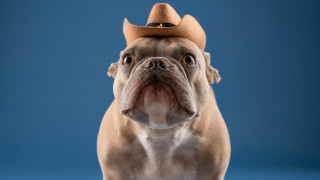 Dog cowboyhat blue background furry - western free wallpaper