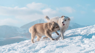 Dogs playing snow mountain top - the snow together free wallpaper