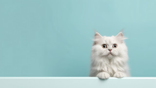 White cat blue eyes shelf - a shelf free wallpaper