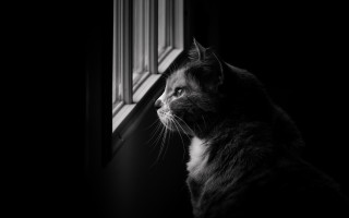 Cat window sill black and - the room free wallpaper