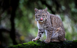 Cat tongue out mossy log 2 - a tongue free wallpaper