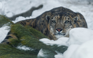 Snow leopard walking snow outdoors - a snow leopard free wallpaper