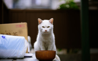 White cat table bowl tissues - a white cat free wallpaper