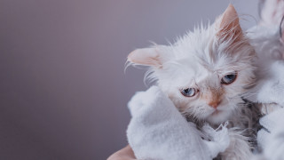 Small white cat blanket holding - a white coat free wallpaper
