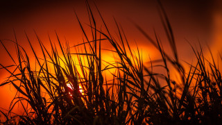 Sunset orange sky tall grass - orange sky free wallpaper