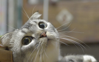 Cat box looking up pastel - amano free wallpaper