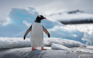 Penguin rock snow glacier blue - a penguin free wallpaper