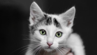 Black cat green eyes symmetrical 4 - a white cat free wallpaper for desktop