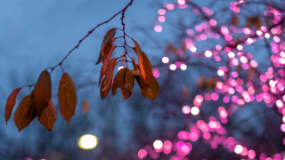 Tree lights branch bokeh moon - soft free wallpaper
