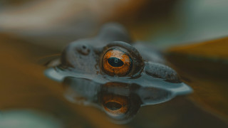 Frog eye water leaf reflection - animal photography free wallpaper for desktop