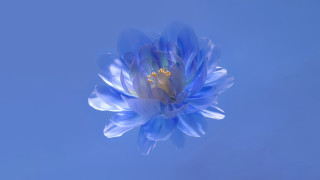 Blue flower yellow center outdoor - a blue sky background behind free wallpaper