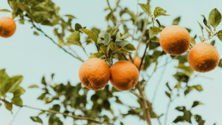 Orange tree with leaves and - dionisiu free wallpaper for desktop