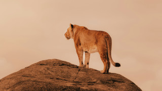 Lion rock desert sky wildlife - a lion free wallpaper