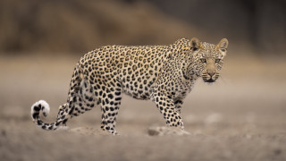 Leopard walking dry grass blurry - a dry grass free wallpaper