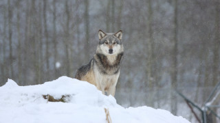 Wolf snowy hill woods astronaut - hill free wallpaper