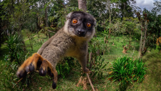 Monkey upside down forest nature - down free wallpaper