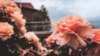 Flowers grass building fenced redroof - a red roof free wallpaper