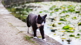 Black white cat walking pond - cat free wallpaper for desktop