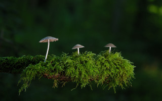 Mushrooms moss forest green nature - mossy free wallpaper