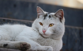 White cat laying on bench - a white cat free wallpaper