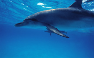 Dolphin person underwater rayonism beach - len free wallpaper