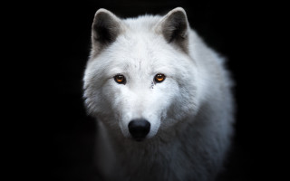 White wolf orange eyes black - a white wolf free wallpaper